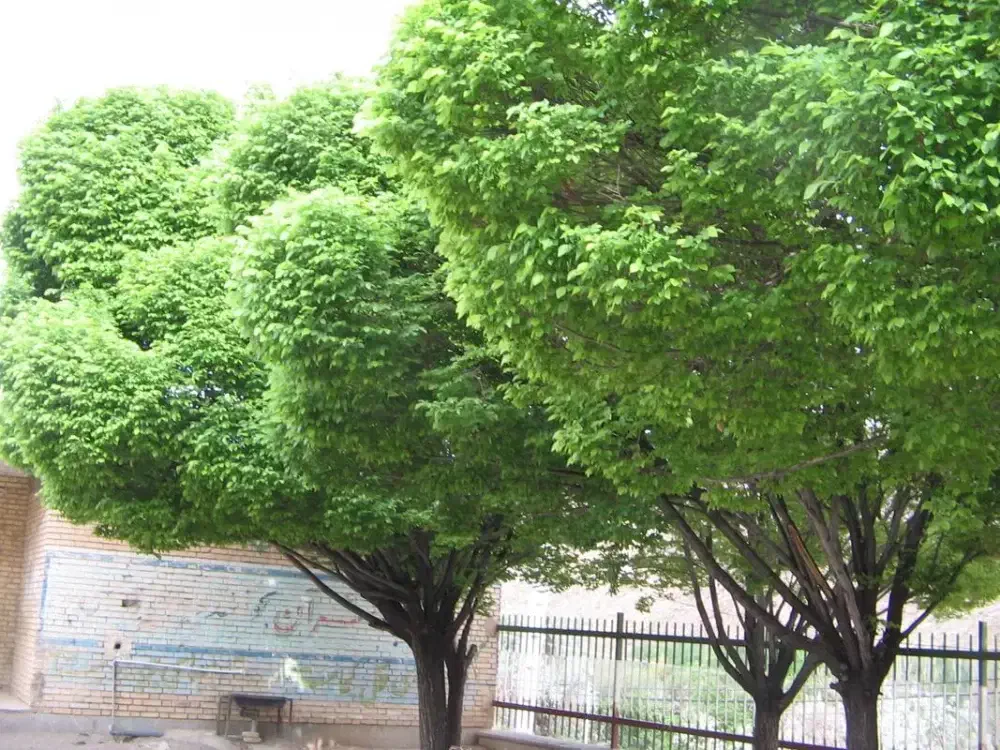 نارون|گل و گیاه طبیعی|مشهد, مشهدقلی|دیوار