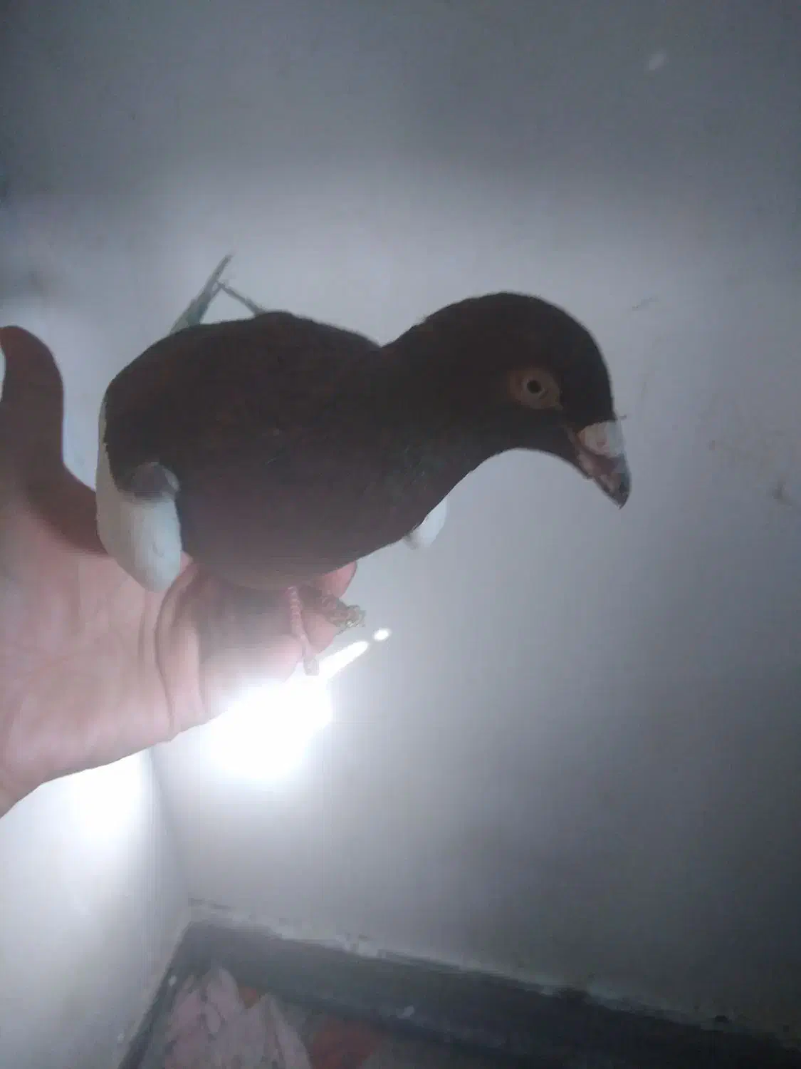 یهودی نر800|پرنده|مشهد, تلگرد|دیوار