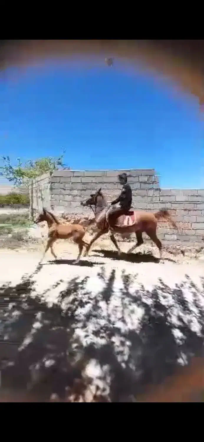 اسب نریان ومادیان|اسب و تجهیزات اسب‌سواری|کازرون, |دیوار