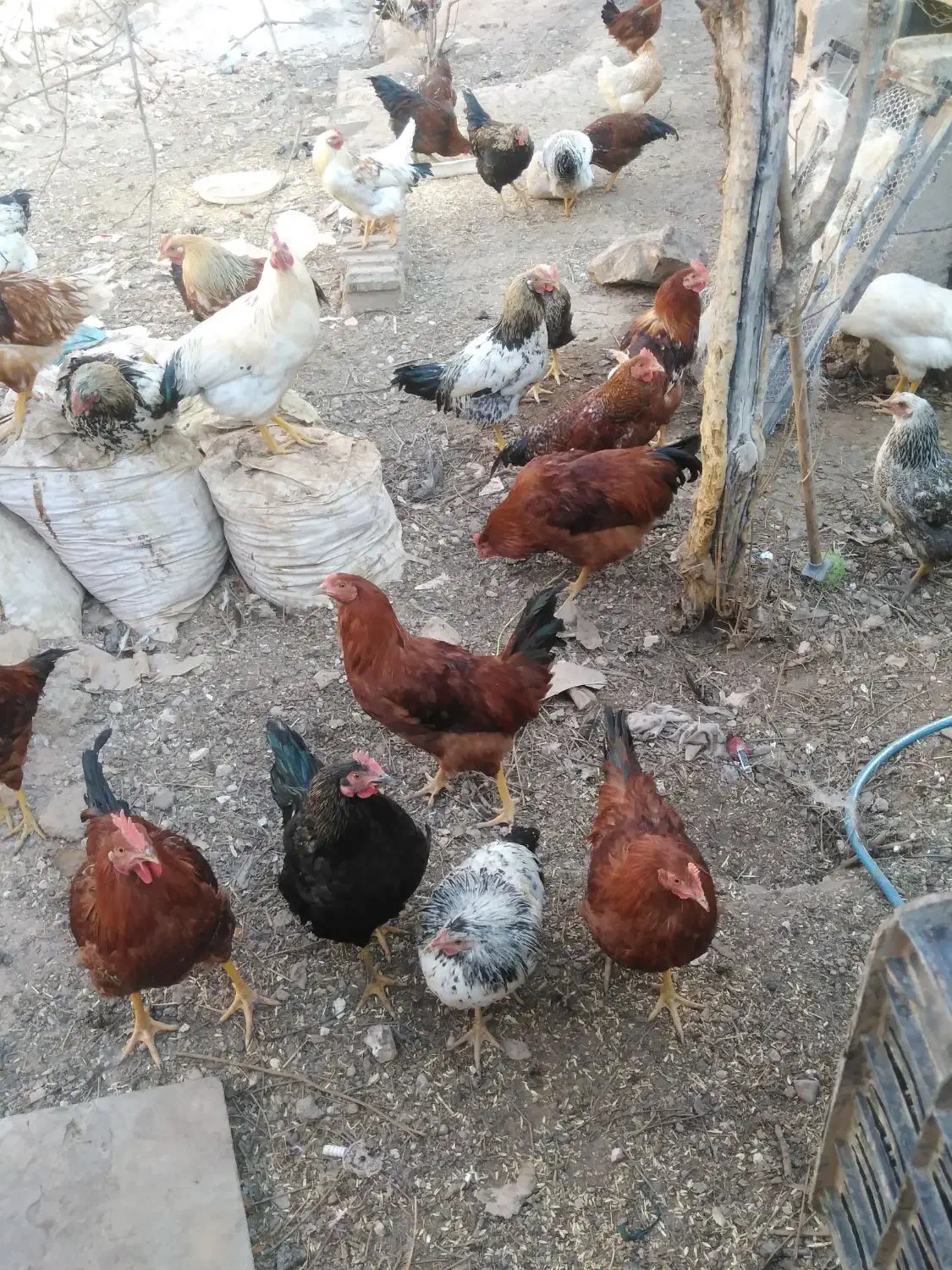 فروش خروس|حیوانات مزرعه|مشهد مرغاب, |دیوار