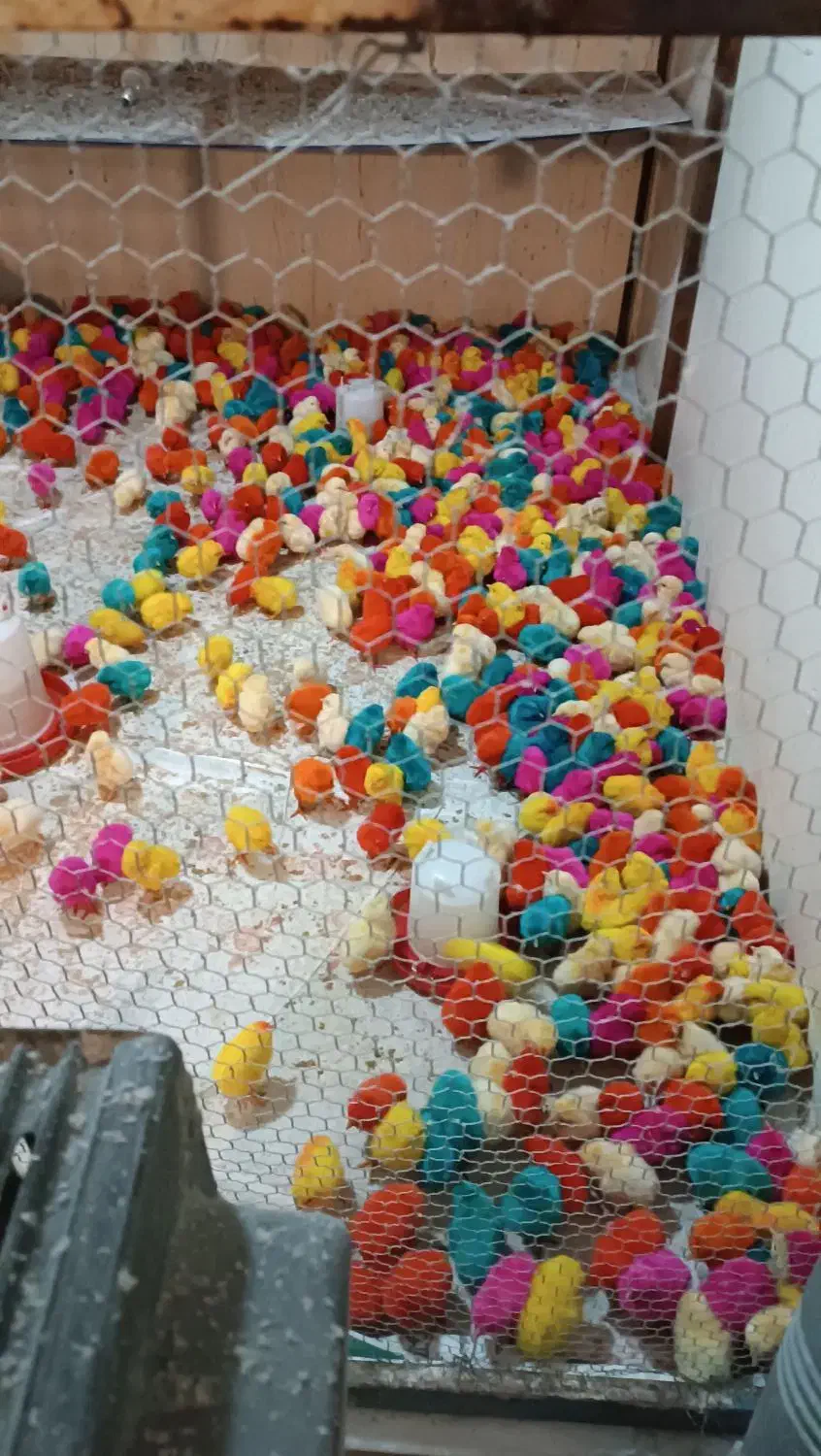 جوجه رنگی|حیوانات مزرعه|کرج, کوی امامیه|دیوار