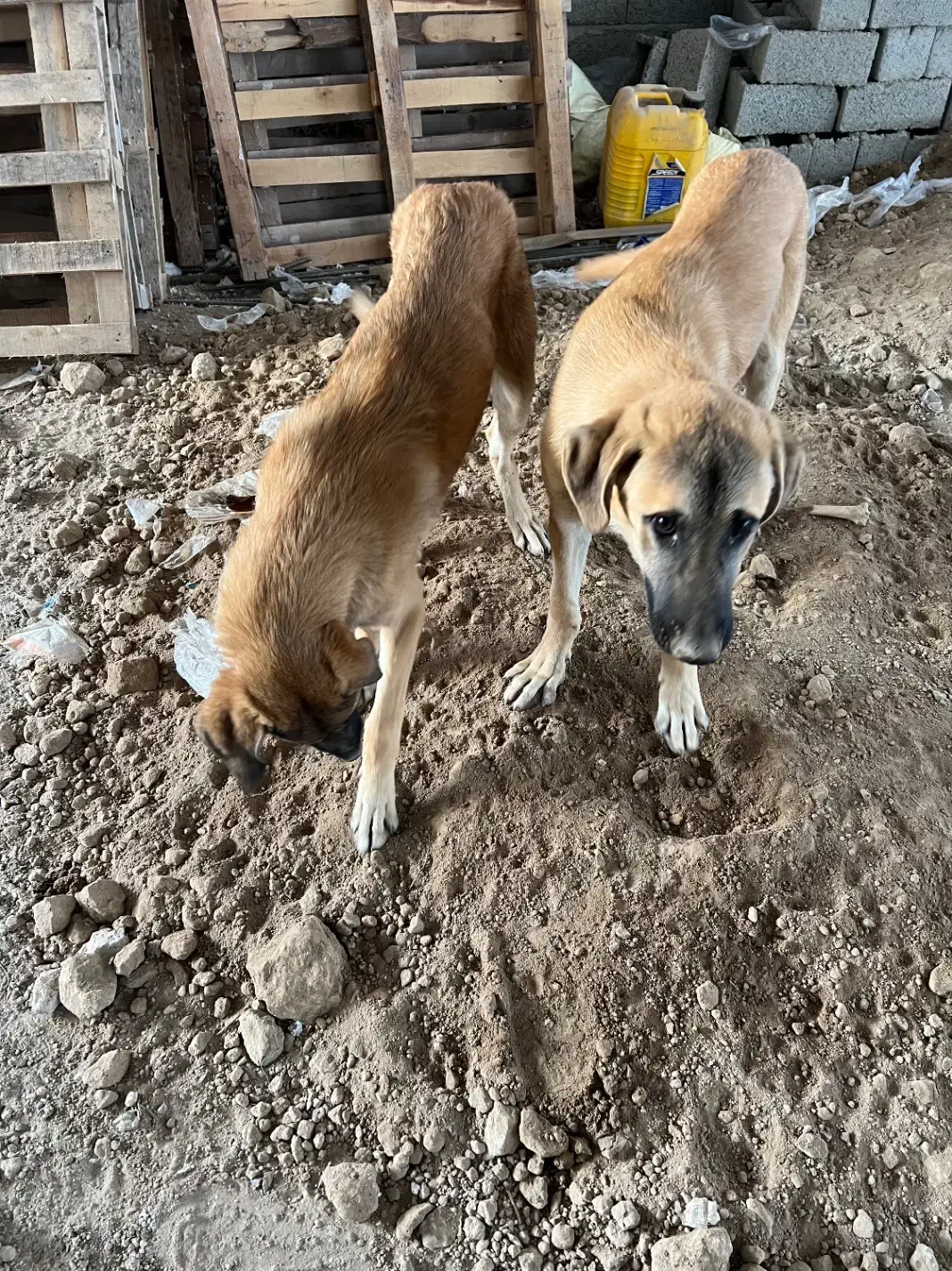 سگ نگهبان عراقی|سگ|اردبیل, |دیوار