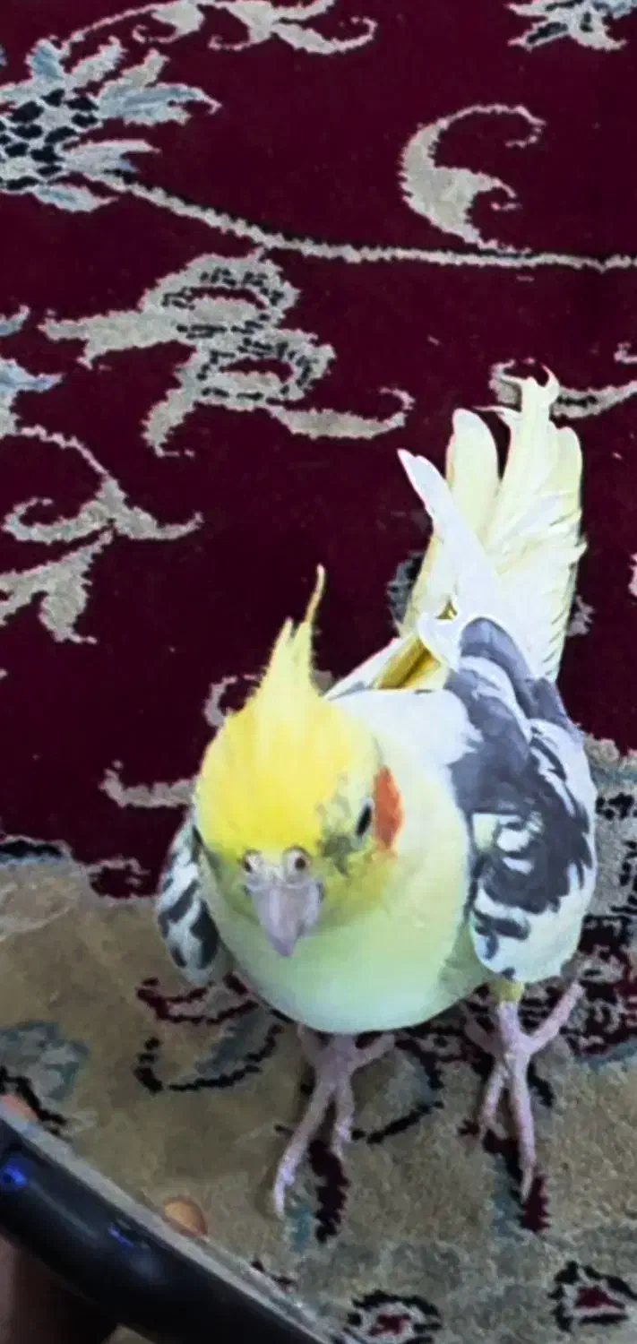 گم شده عروس هلندی|حیوانات|اهواز, کیانشهر|دیوار