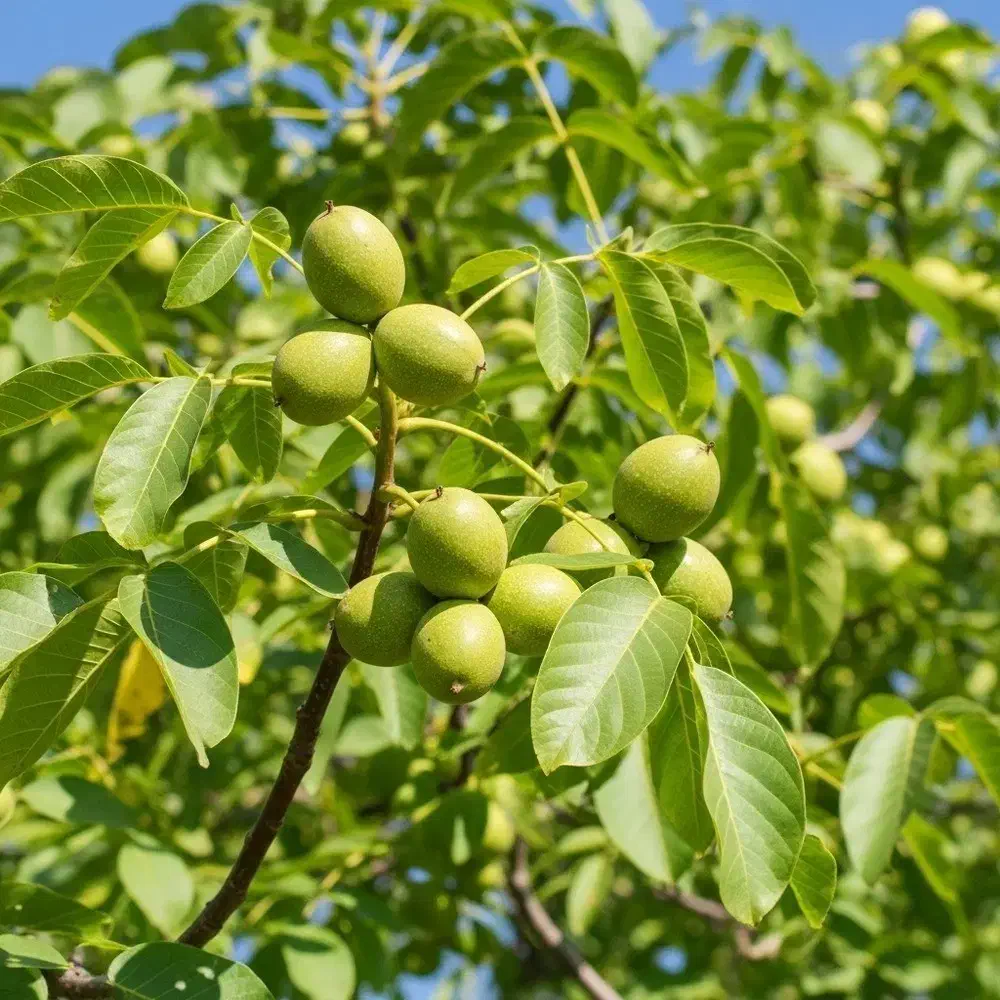 نهال گردوی حرفه‌ای مناسب صادرات و کاشت تجاری|گل و گیاه طبیعی|ارسنجان, |دیوار