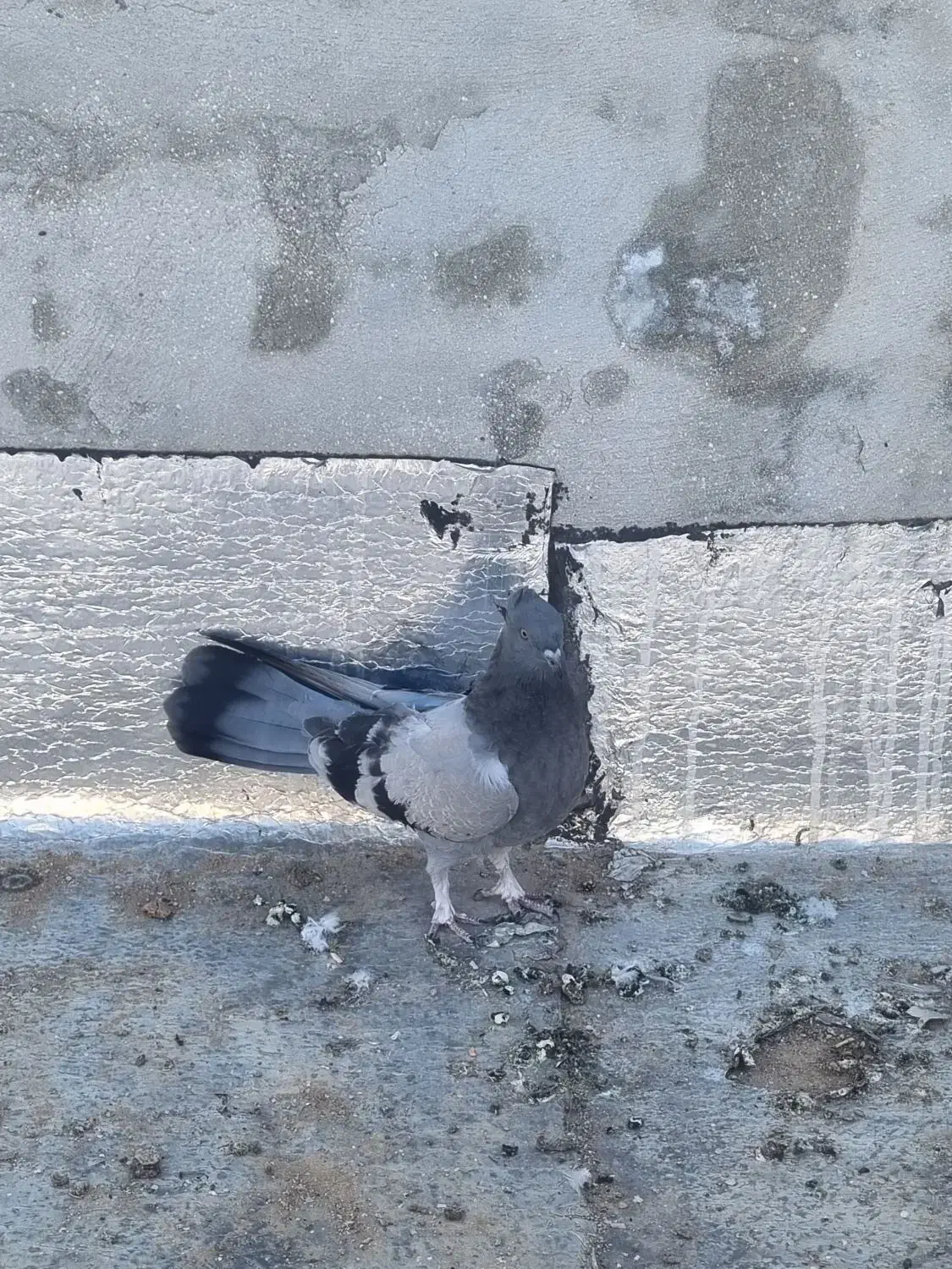 کبوترپر|حیوانات|شهرکرد, |دیوار