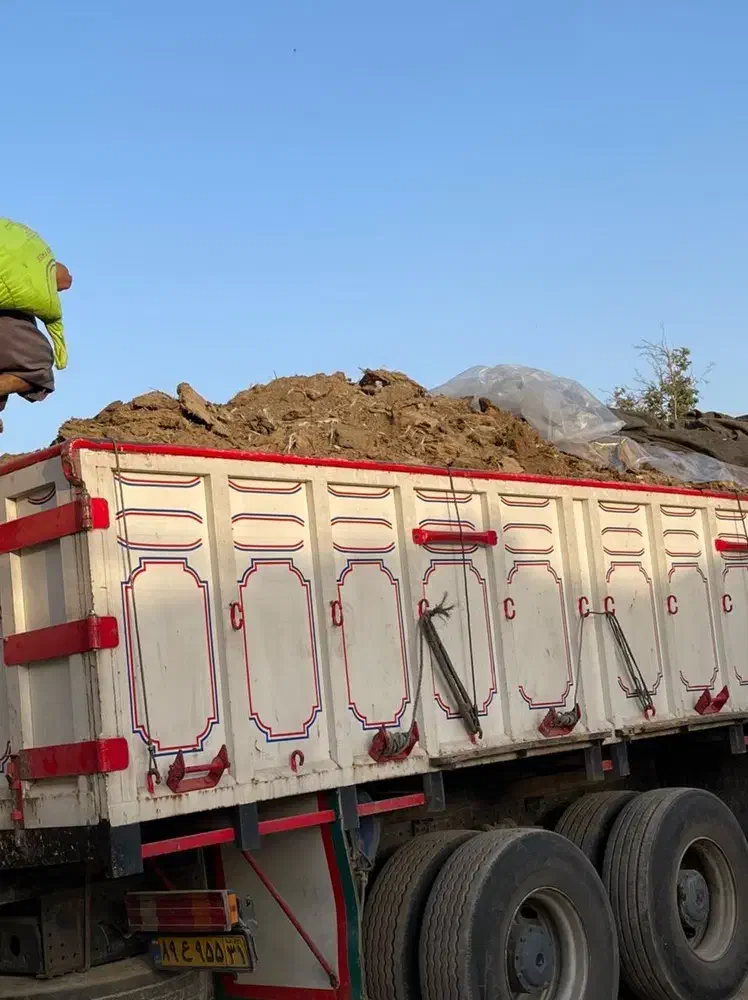 ققنوس کودمرغی|خدمات باغبانی و درختکاری|کرمان, |دیوار