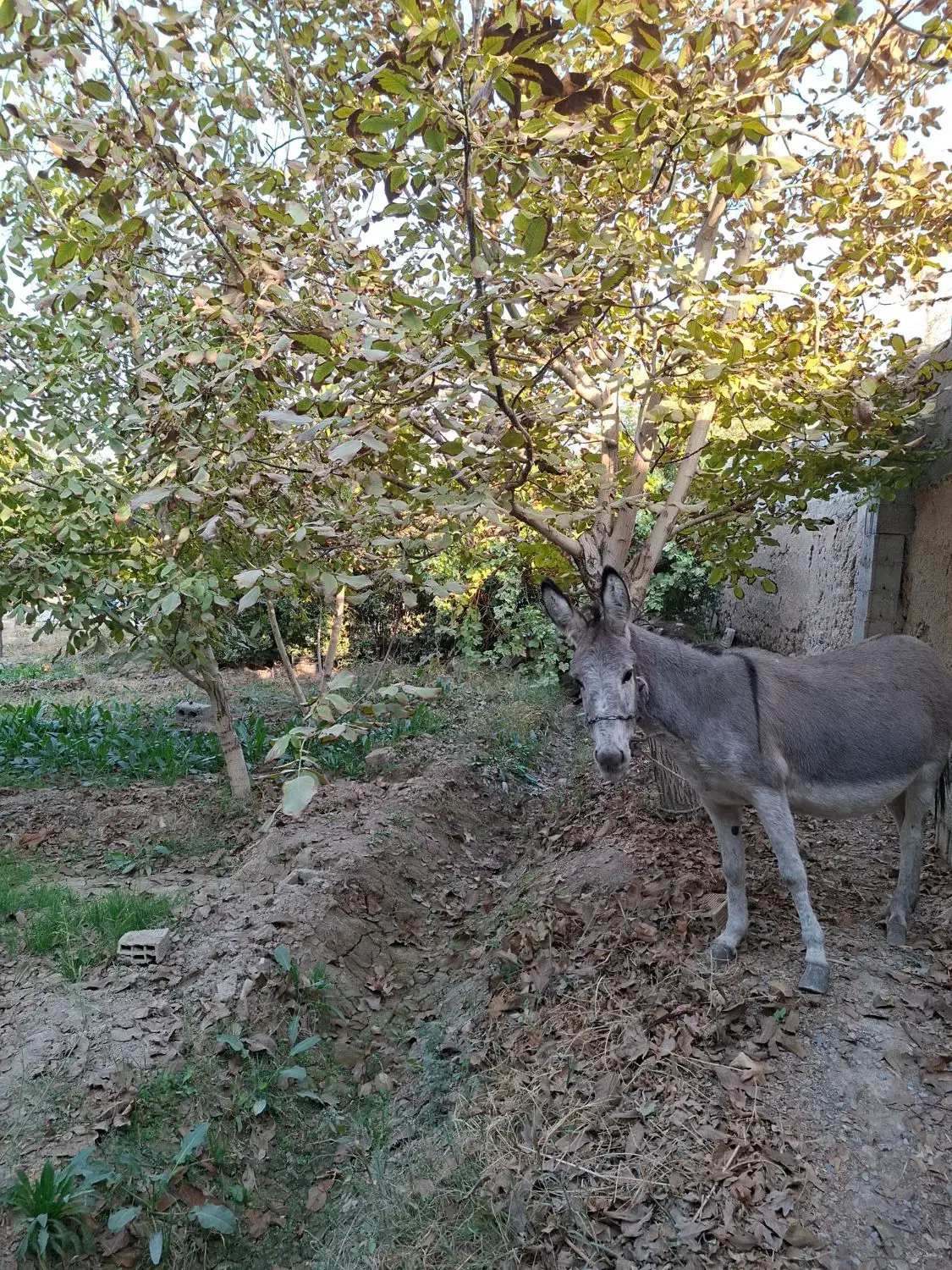 اجاره باغ در طبیعت بکر|اجارهٔ کوتاه‌مدت ویلا و باغ|فلاورجان, |دیوار
