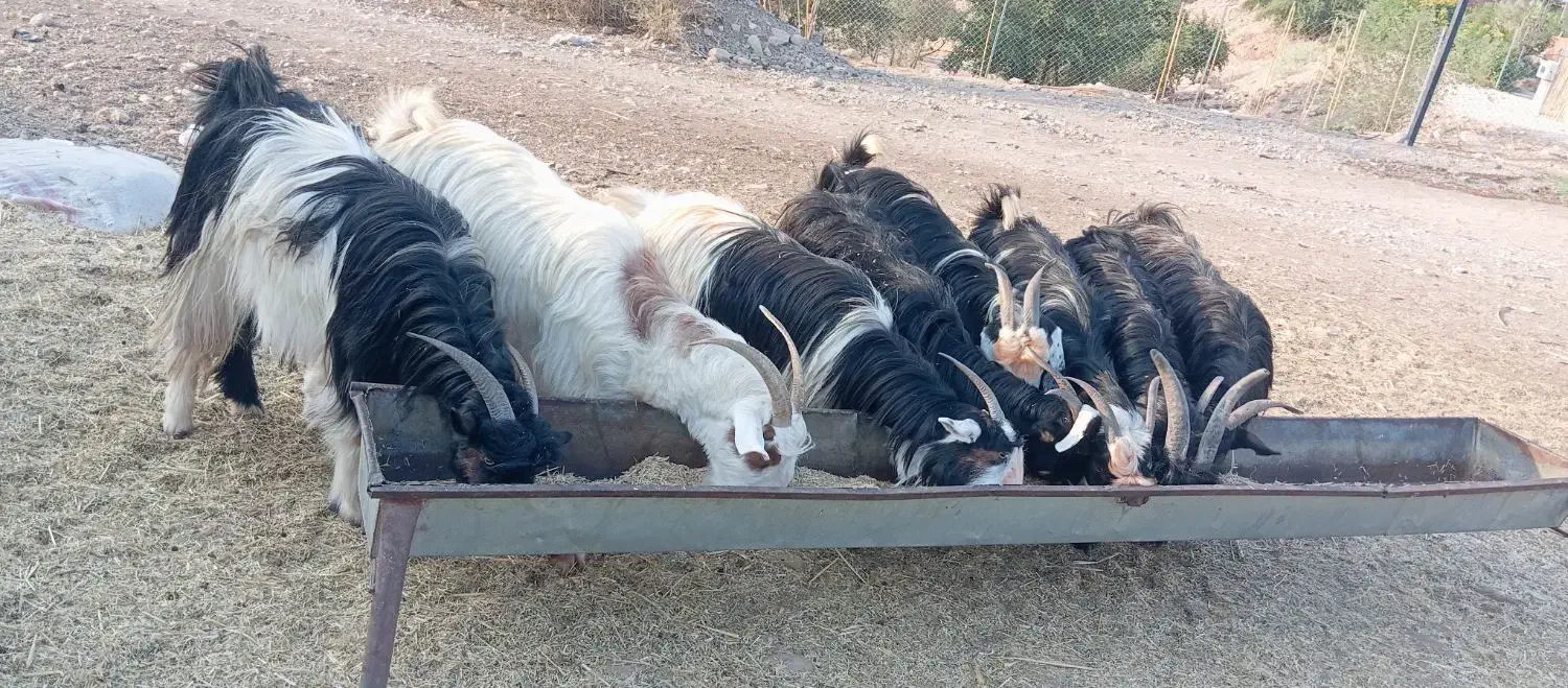 بز داشتی|حیوانات مزرعه|مسجد سلیمان, |دیوار