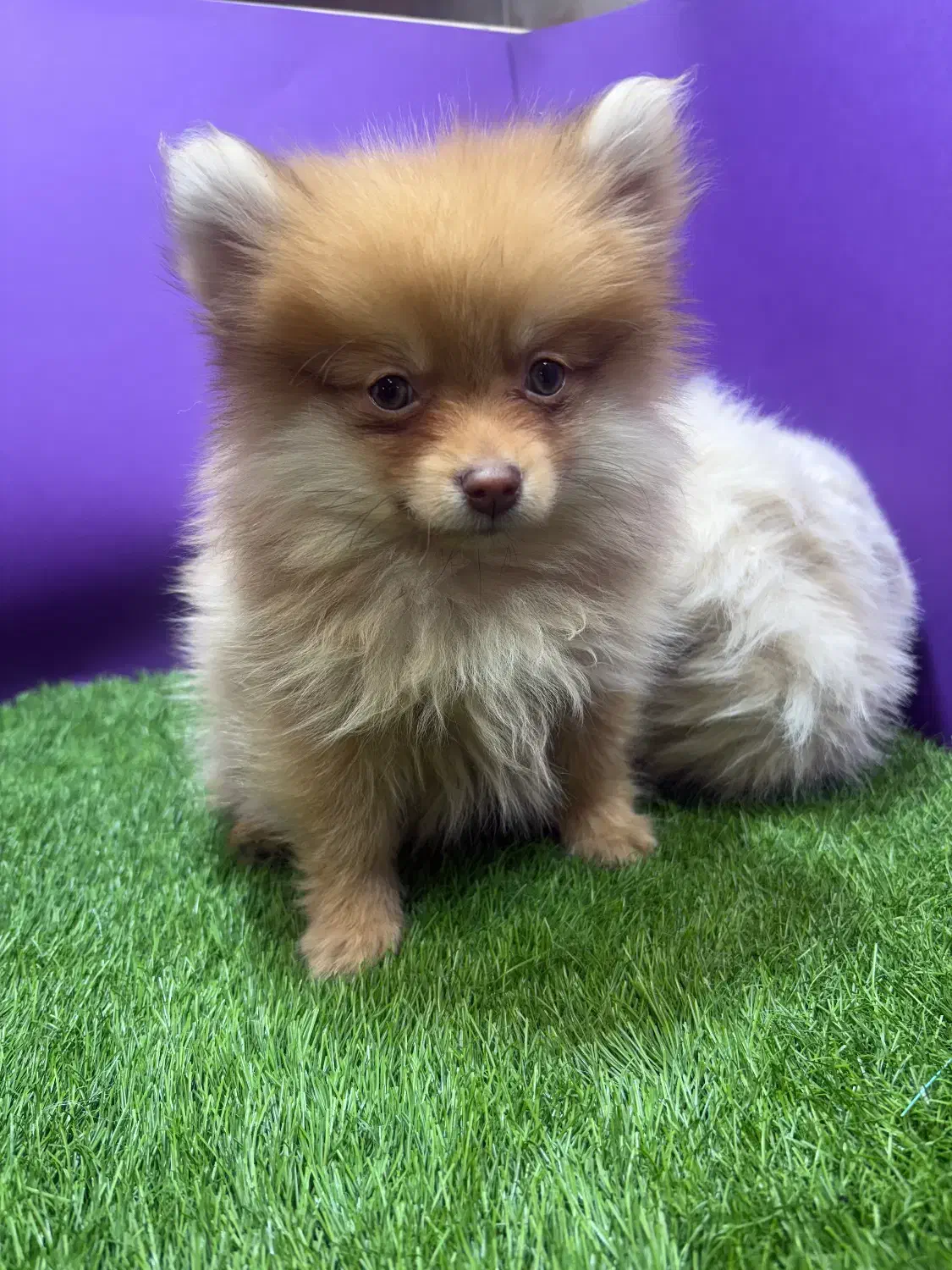 توله پامرین خرسی|سگ|تهران, پارک شهر|دیوار