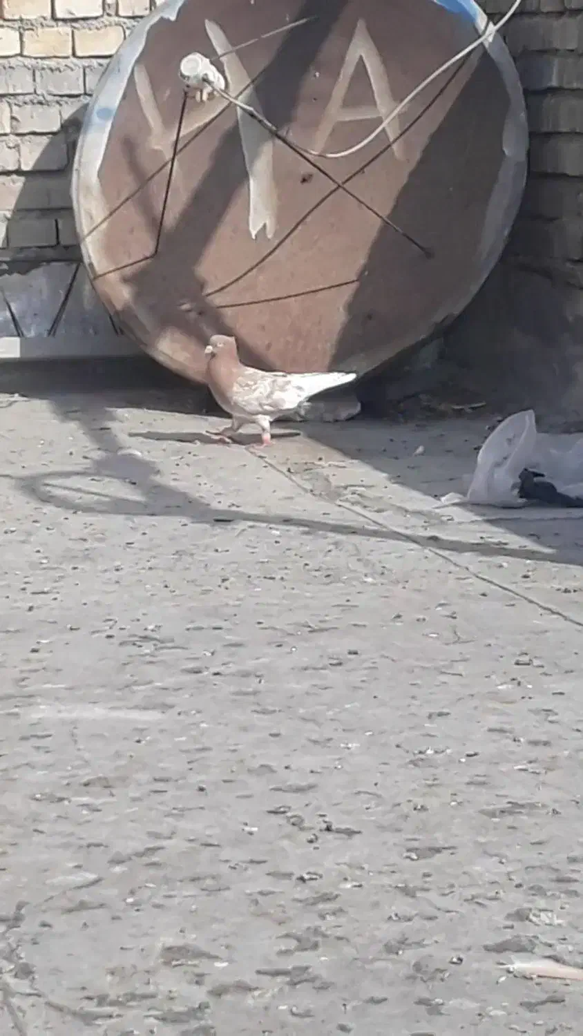 کله زرد عتیقه چش نوف سفید کرفتنی|پرنده|حمیدیه, |دیوار