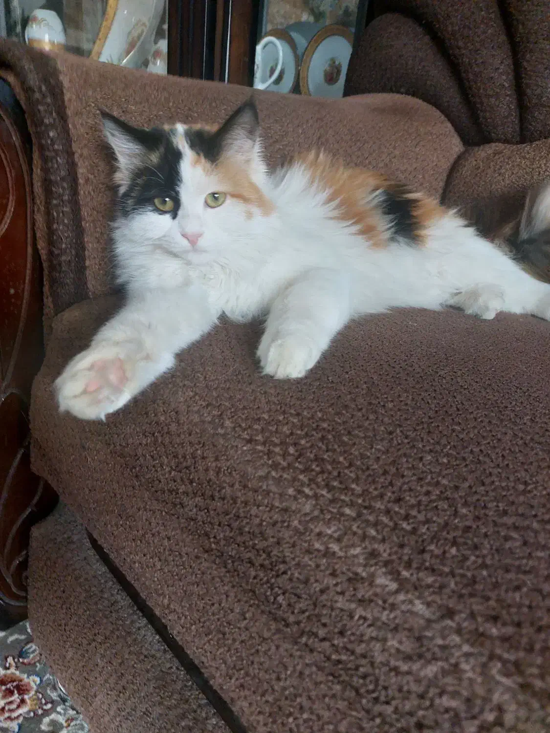 گربه پرشین کالیکو|گربه|میبد, |دیوار