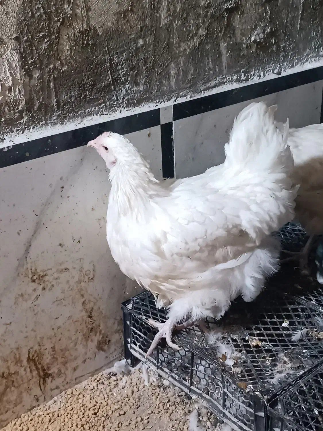 مرغ اورپینگتون-خروس کوشین|حیوانات مزرعه|تاکستان, |دیوار