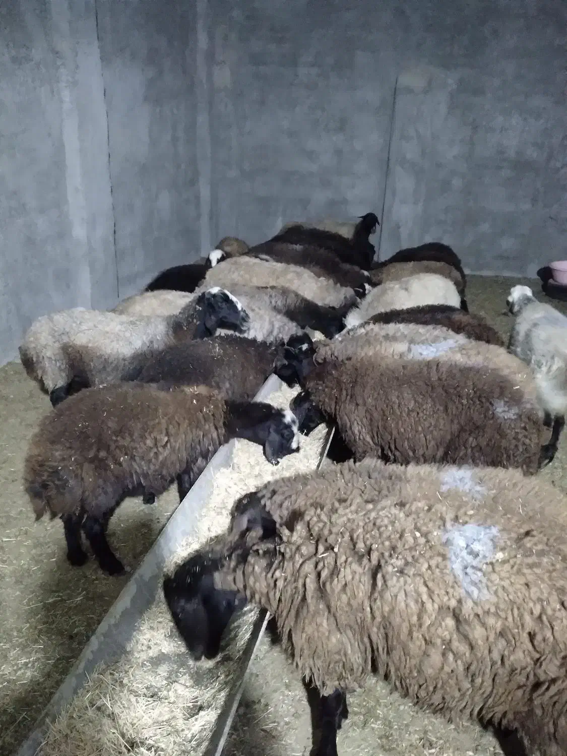 بره نر ۱۴ راس|حیوانات مزرعه|محمدیه-قزوین, |دیوار