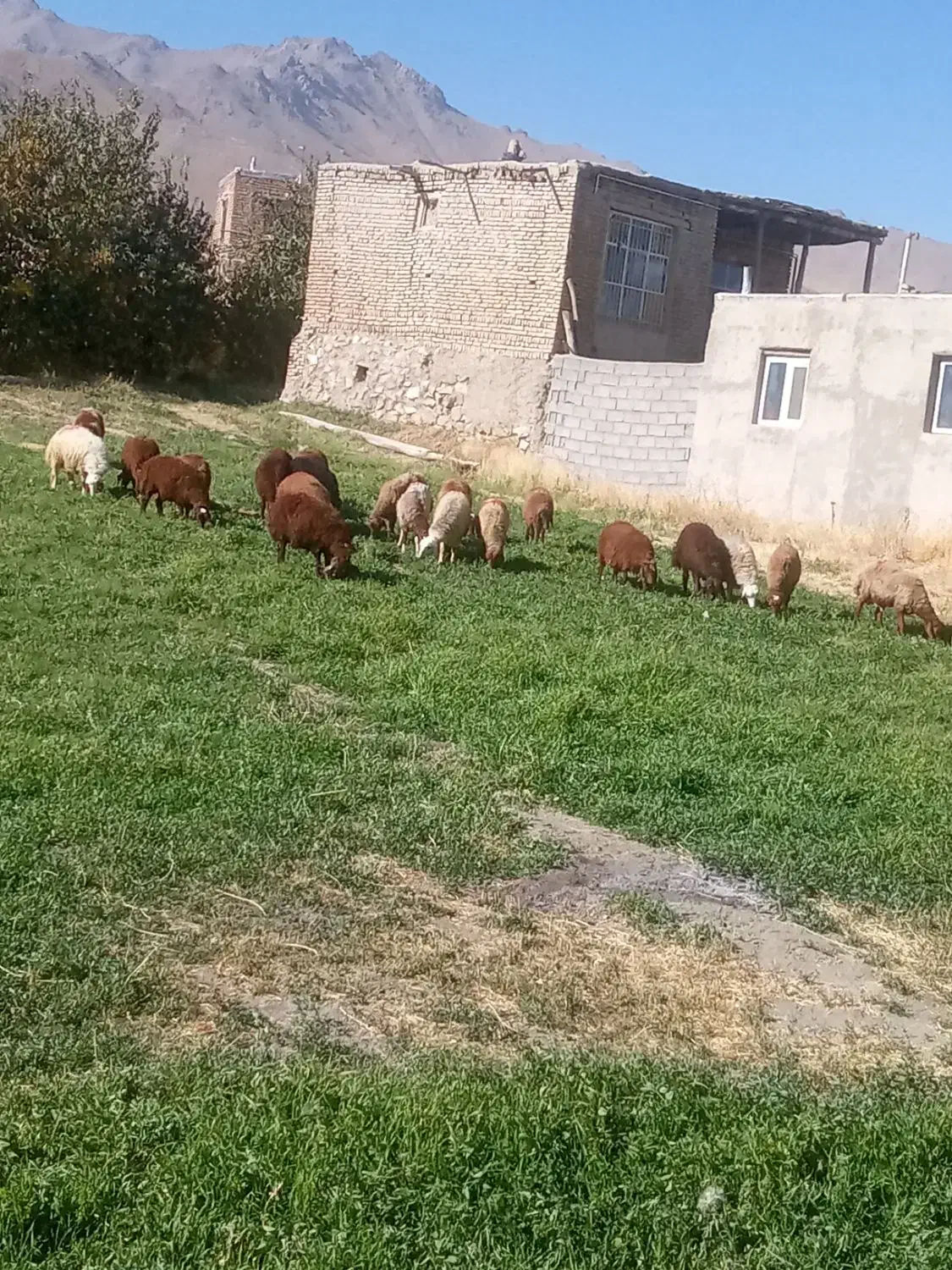 بره نر|حیوانات مزرعه|قروه, |دیوار