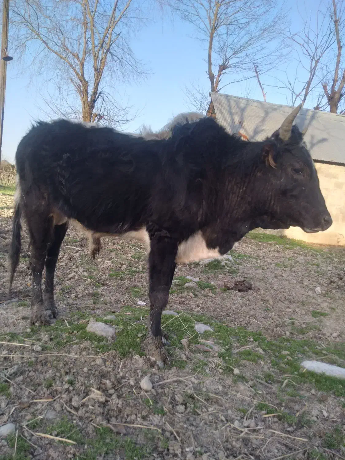 دمدار|حیوانات مزرعه|رشت, کوی مهر|دیوار