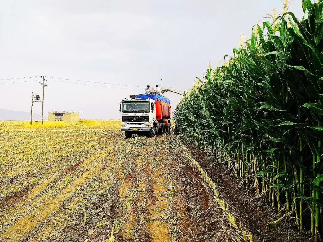 ذرت علوفه ای|عمده‌فروشی|شال, |دیوار