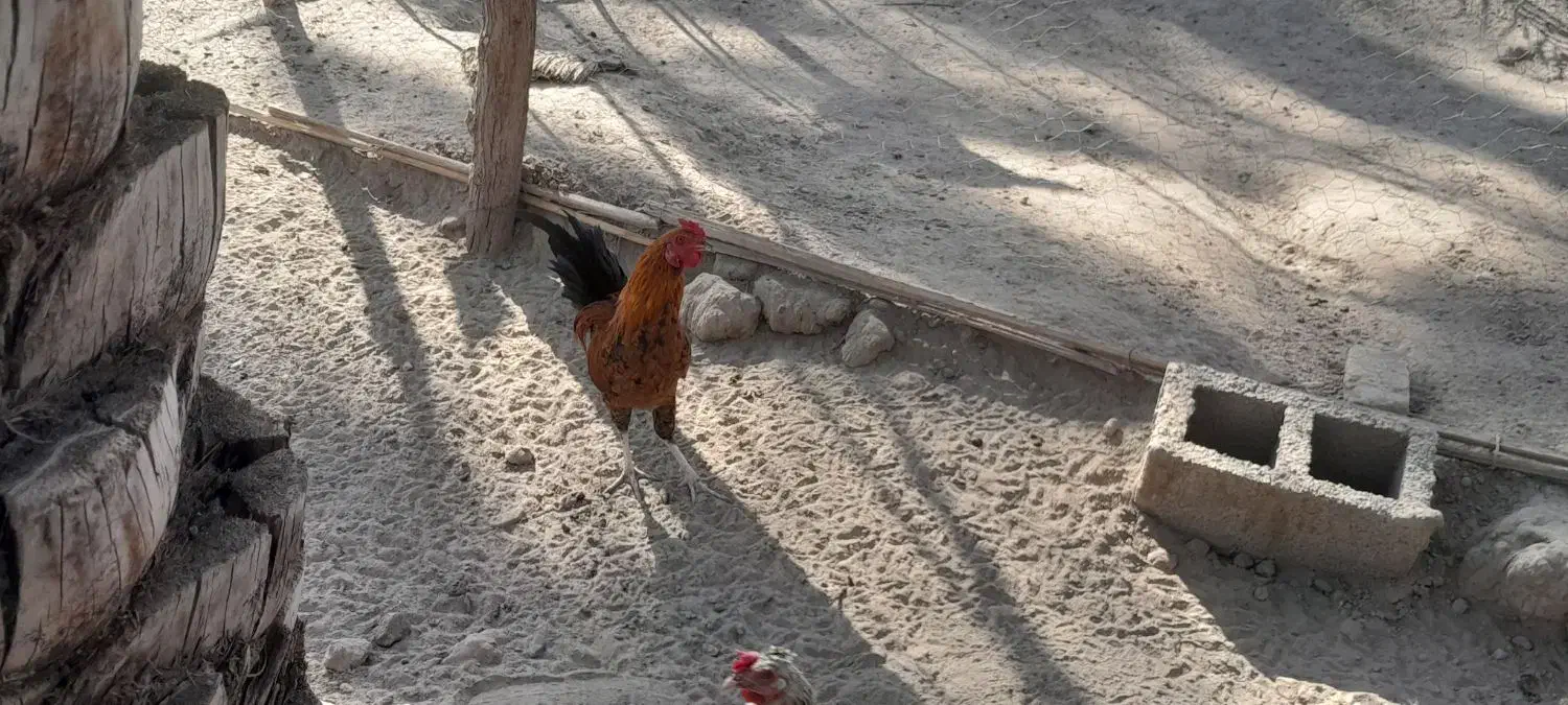 فروش مرغ و جوجه خروس محلی در دولت آباد|حیوانات مزرعه|ارزوئیه, |دیوار