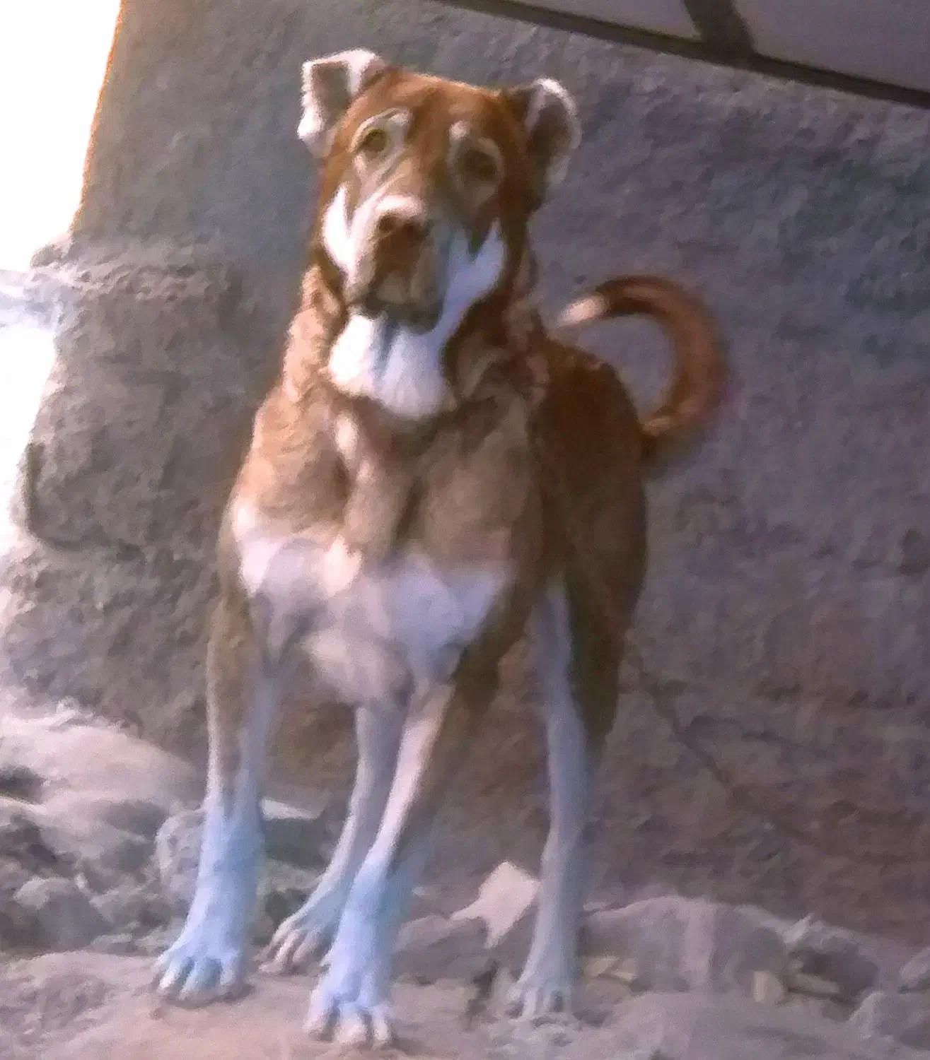 سگ عراقی|سگ|آبگرم, |دیوار