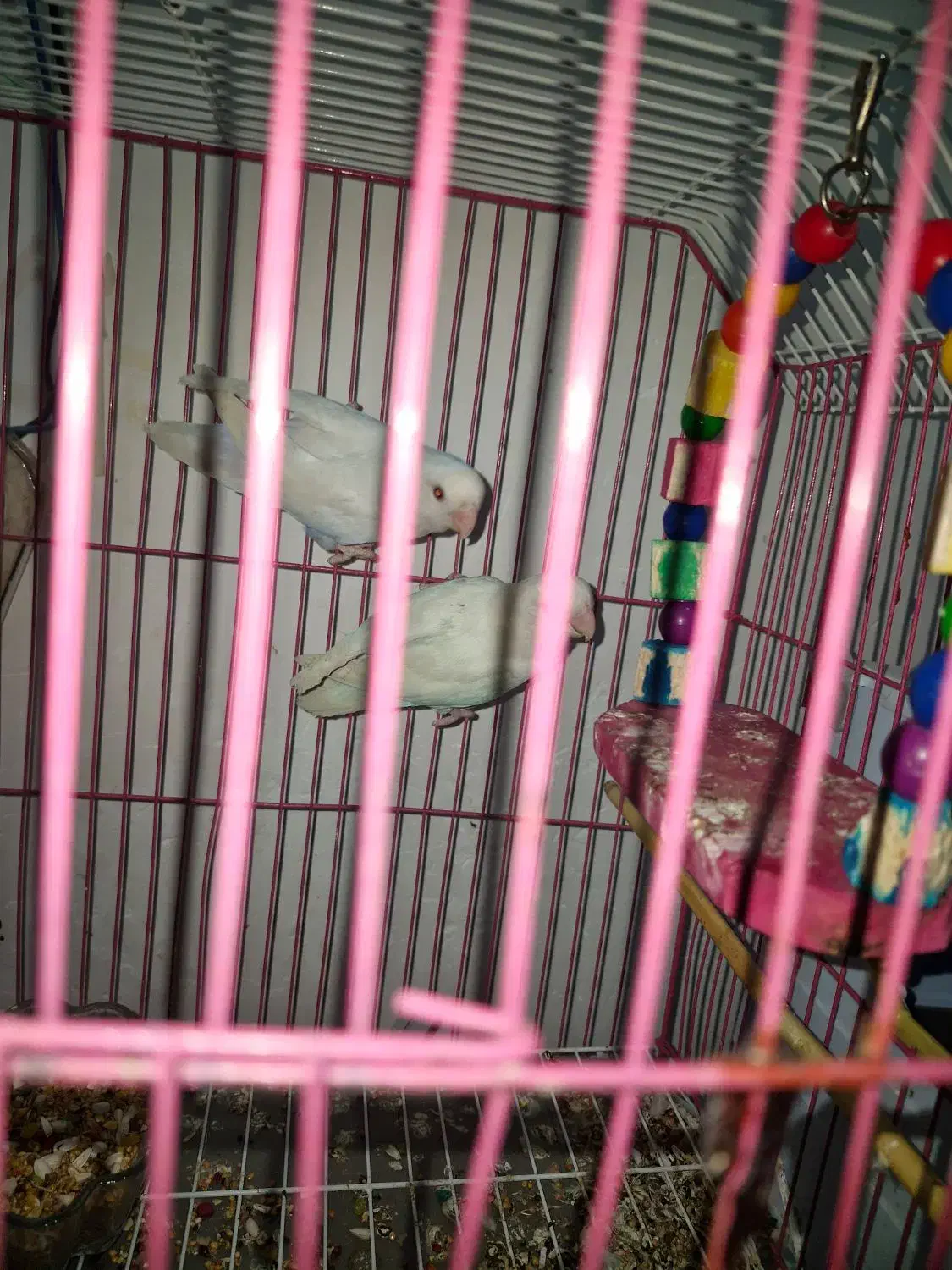 یک جفت طوطی برزیلی آلبینو|پرنده|آبادان, |دیوار