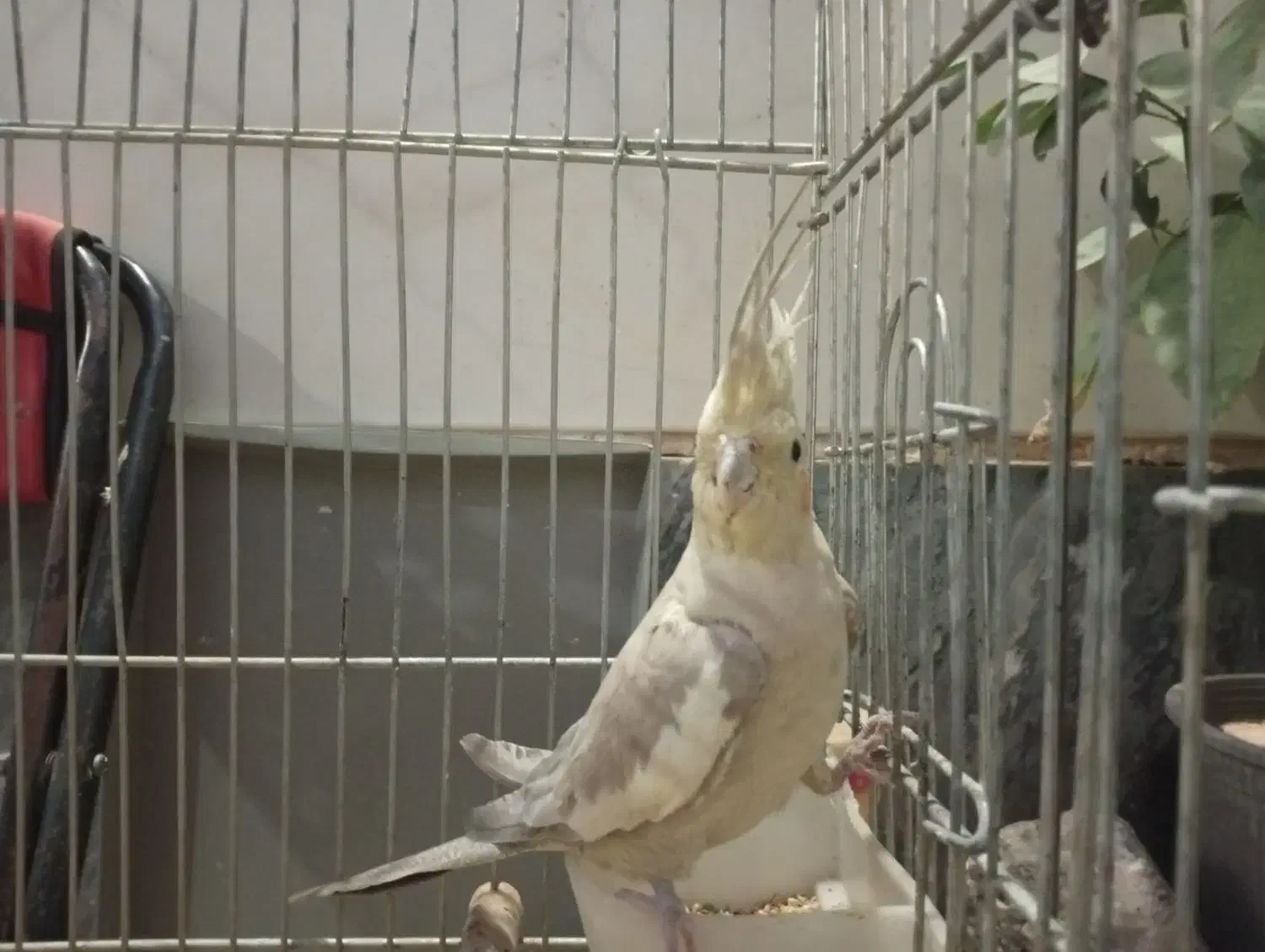 پرنده فروش فوری|پرنده|پاکدشت, حصار امیر|دیوار