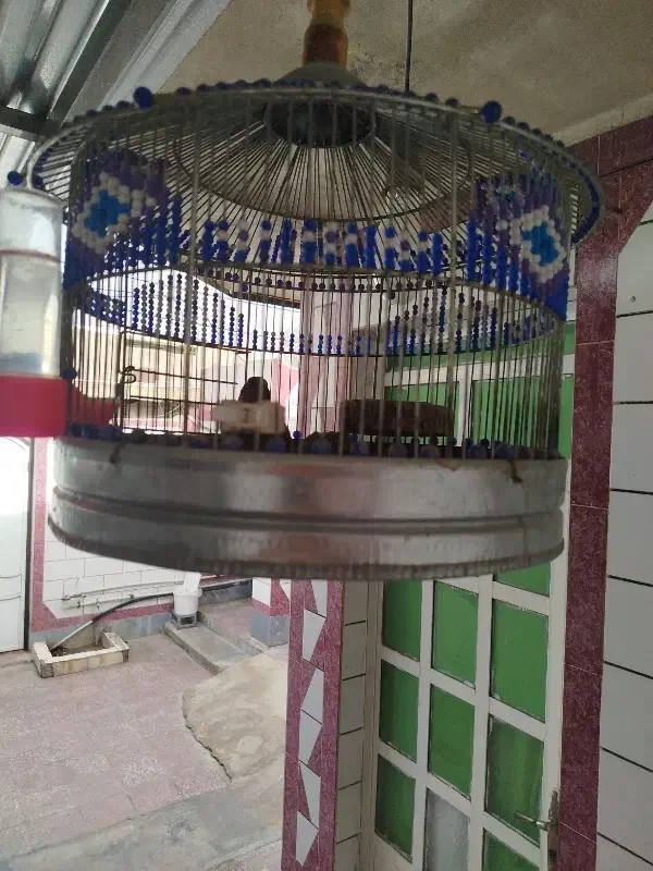 سهره خاکی|پرنده|امیدیه, |دیوار