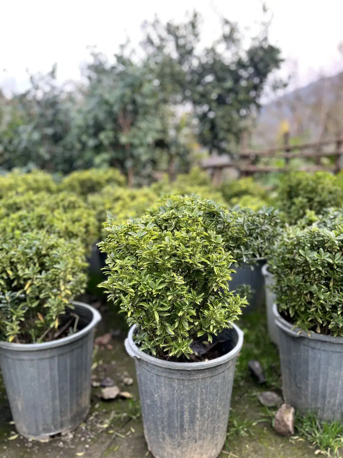 فروش گل کاملیا، ونعنایی ،پایه مورد،|گل و گیاه طبیعی|چابکسر, |دیوار