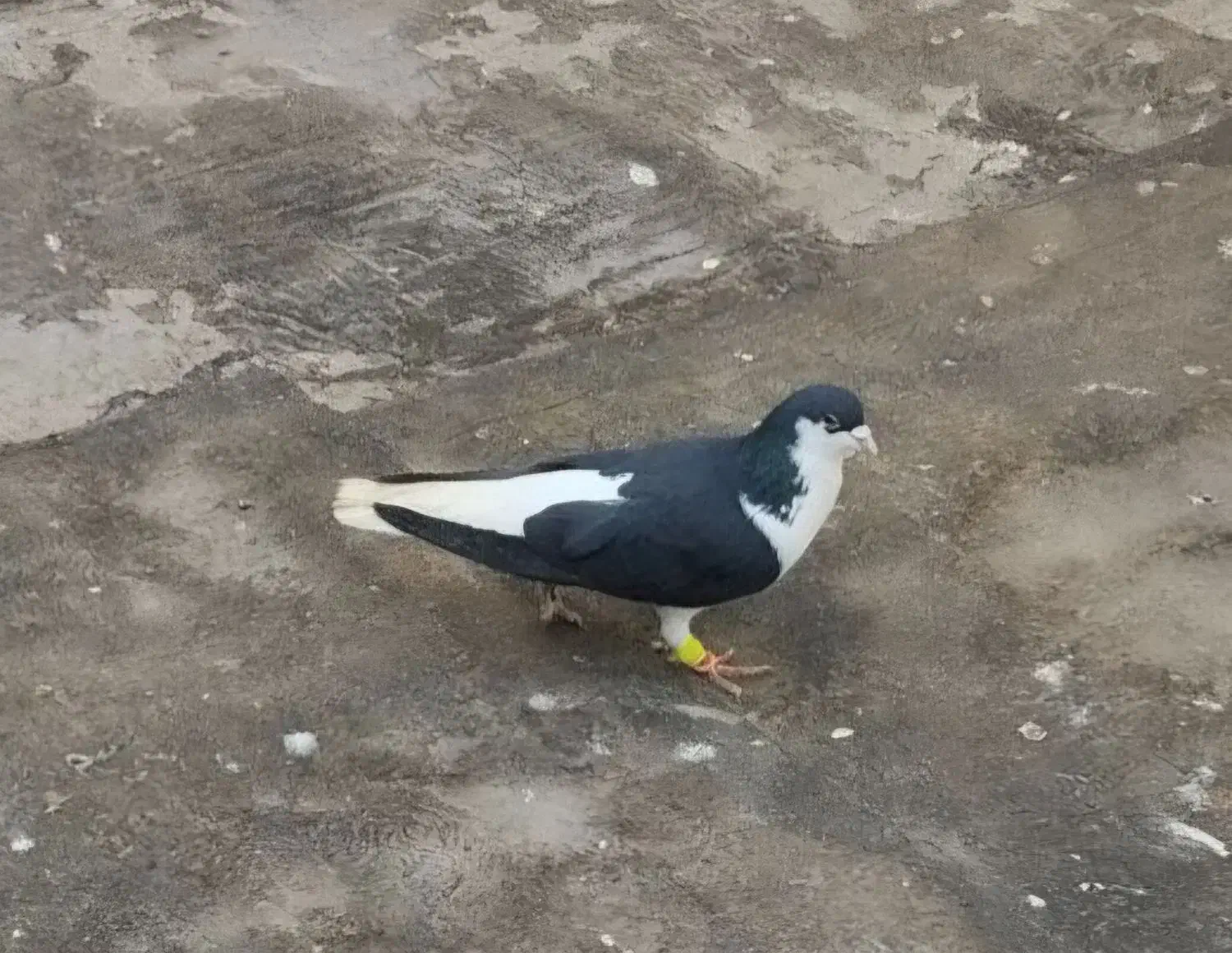 کفتر|پرنده|مشهد, ایثار|دیوار