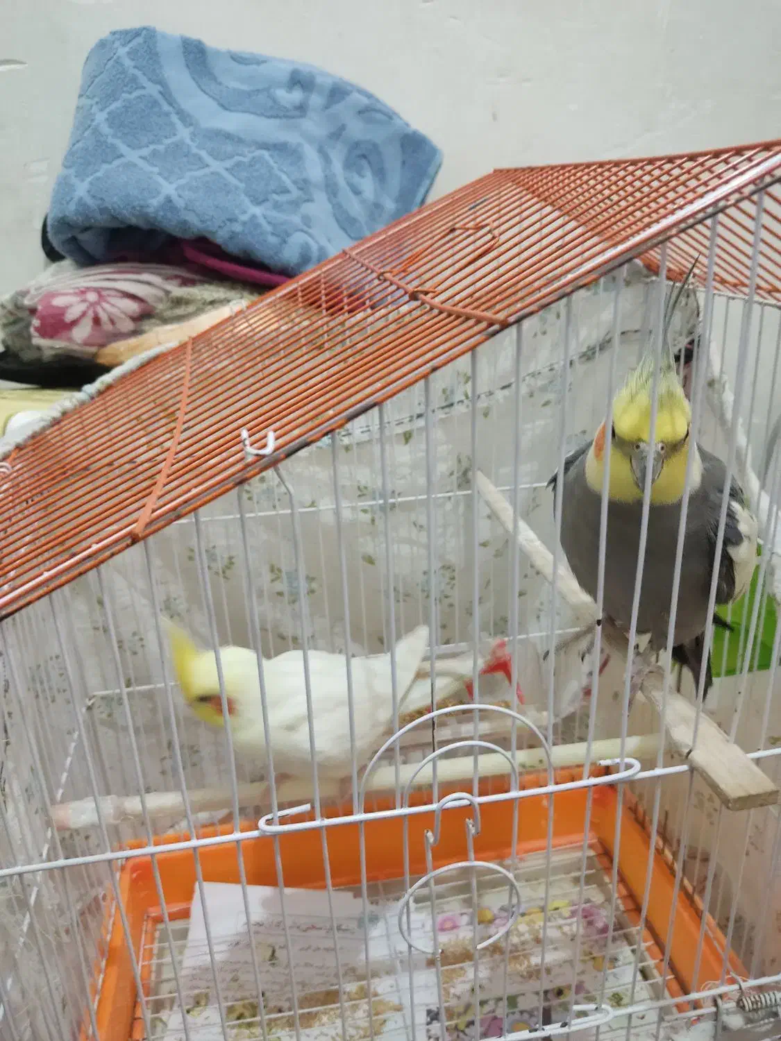 عروس هلندی و|پرنده|رشت, نخودچر|دیوار