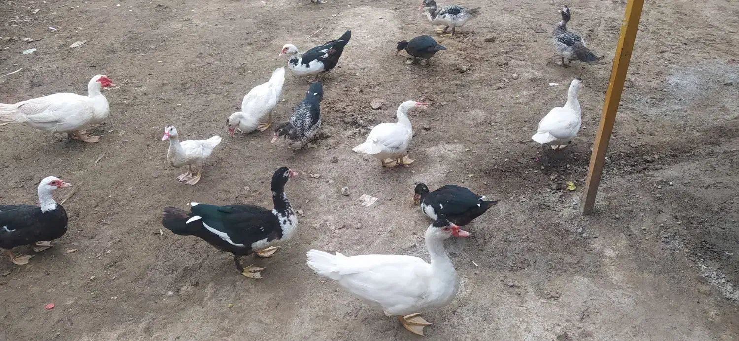 اردک اسراییلی نژاد خوب درج یک|حیوانات مزرعه|لوندویل, |دیوار