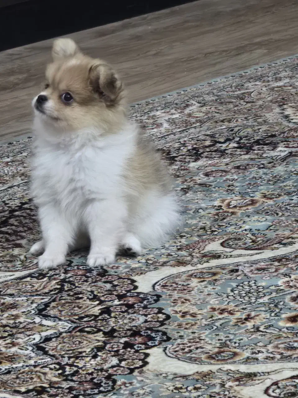 پامر خرسی|سگ|کرج, محمود آباد|دیوار