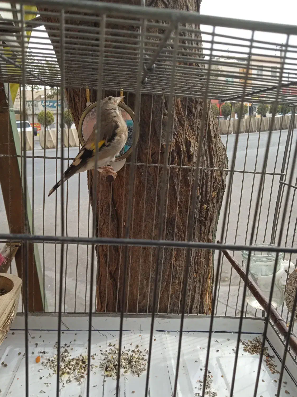 جوجه سهره نر بهاره|پرنده|رباطکریم, الارد|دیوار