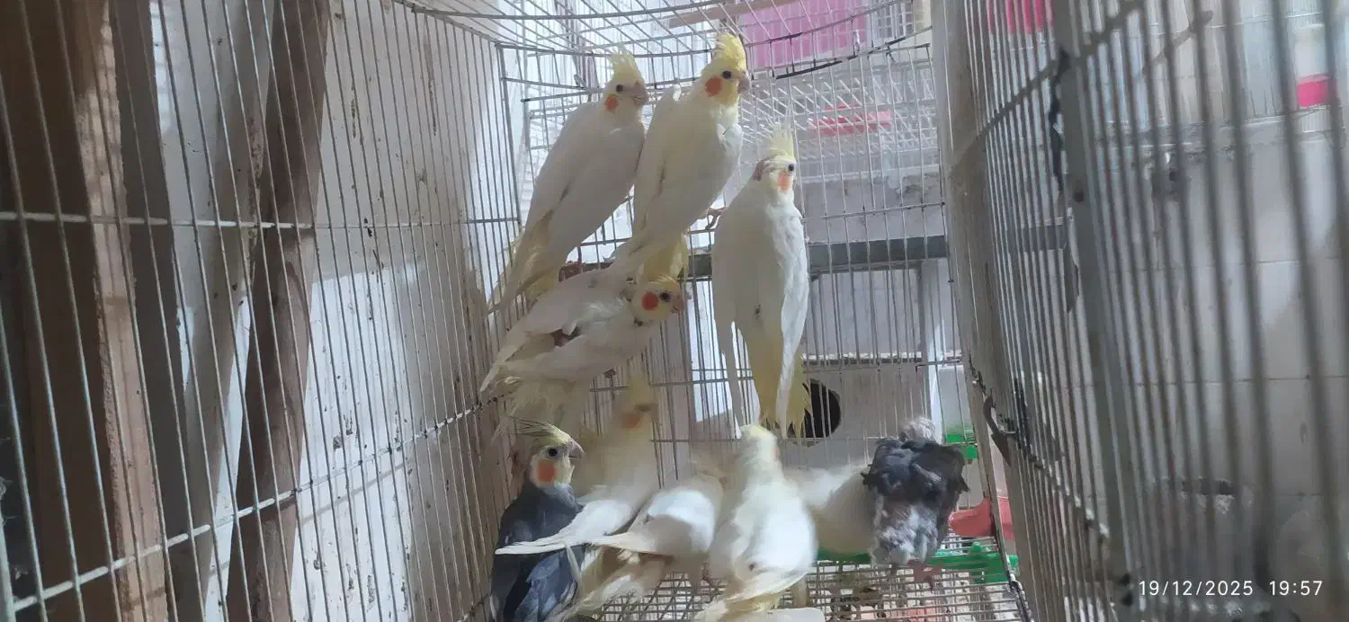 جوجه عروس هلندی|پرنده|مشهد, ایثار|دیوار