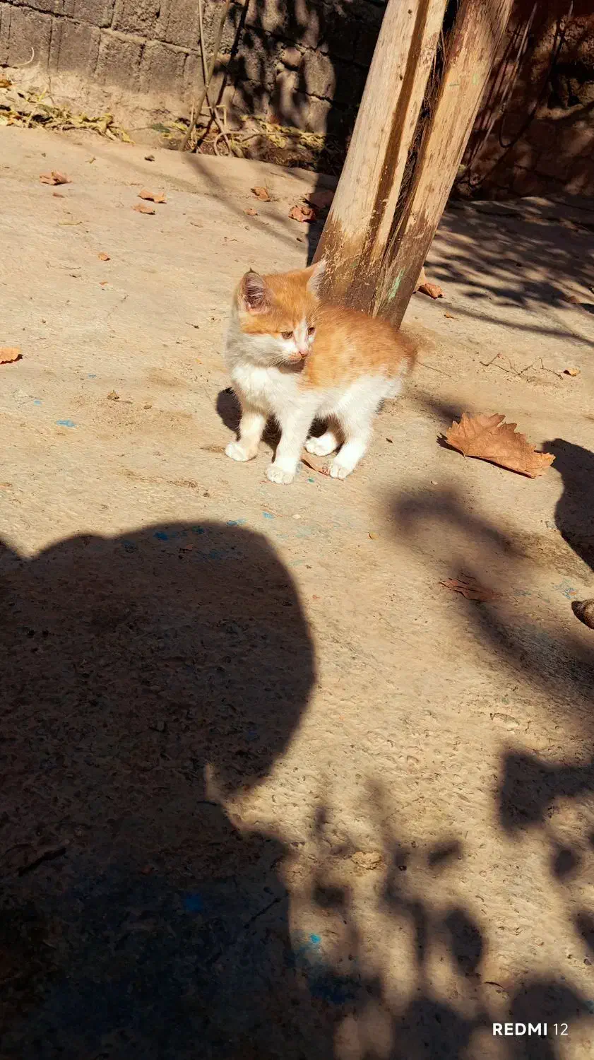 گربه ملوس ناز|گربه|مشهد, آبکوه|دیوار