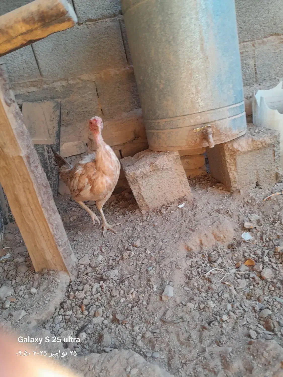 مرغ محلی|حیوانات مزرعه|بیرجند, |دیوار