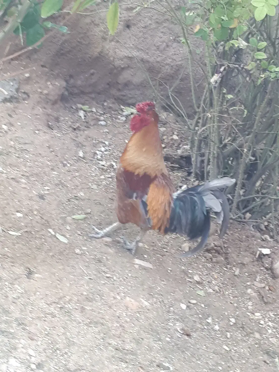 خروس کردی چهل پوک|حیوانات مزرعه|سرپل ذهاب, |دیوار