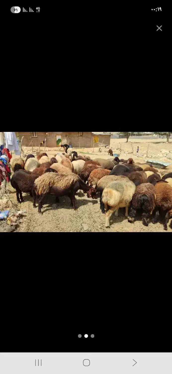 30تا میش روزگاری جوان داشتی|حیوانات مزرعه|دهدشت, |دیوار