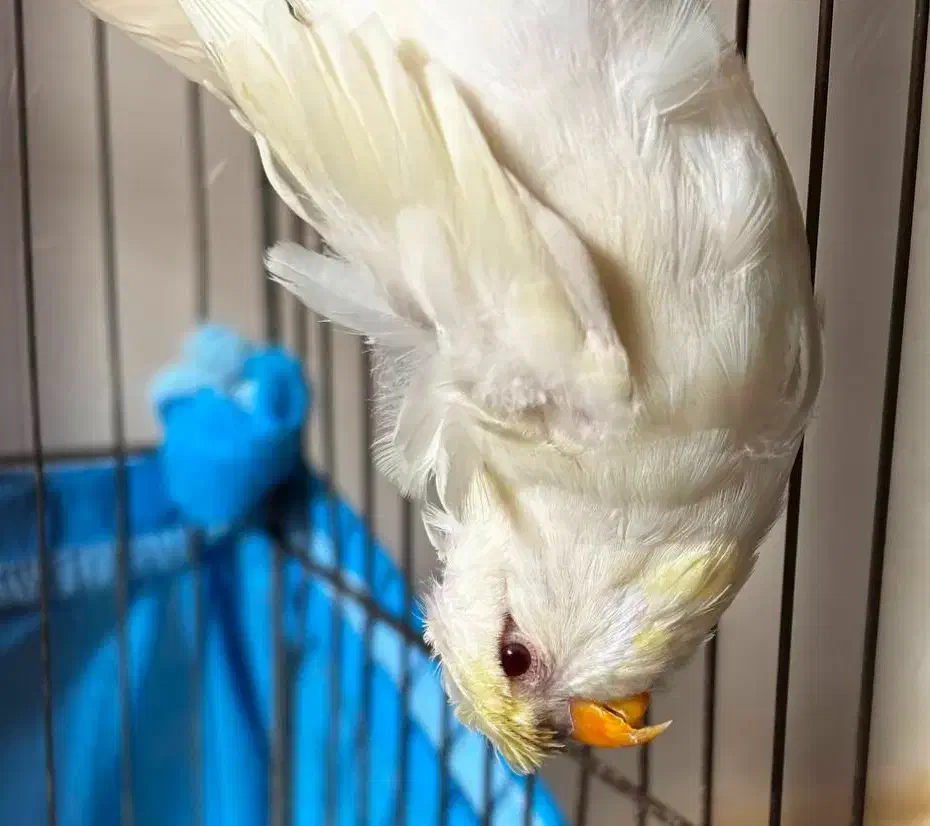 مرغ عشق پروانه‌ای فالو ماده|پرنده|بندر ماهشهر, |دیوار