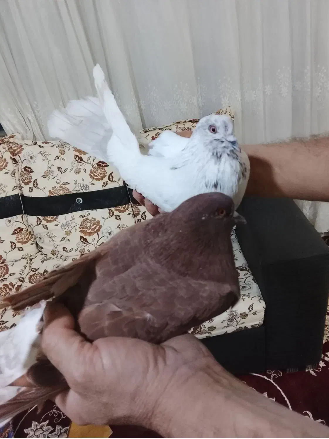 سلام|پرنده|کوهدشت, |دیوار