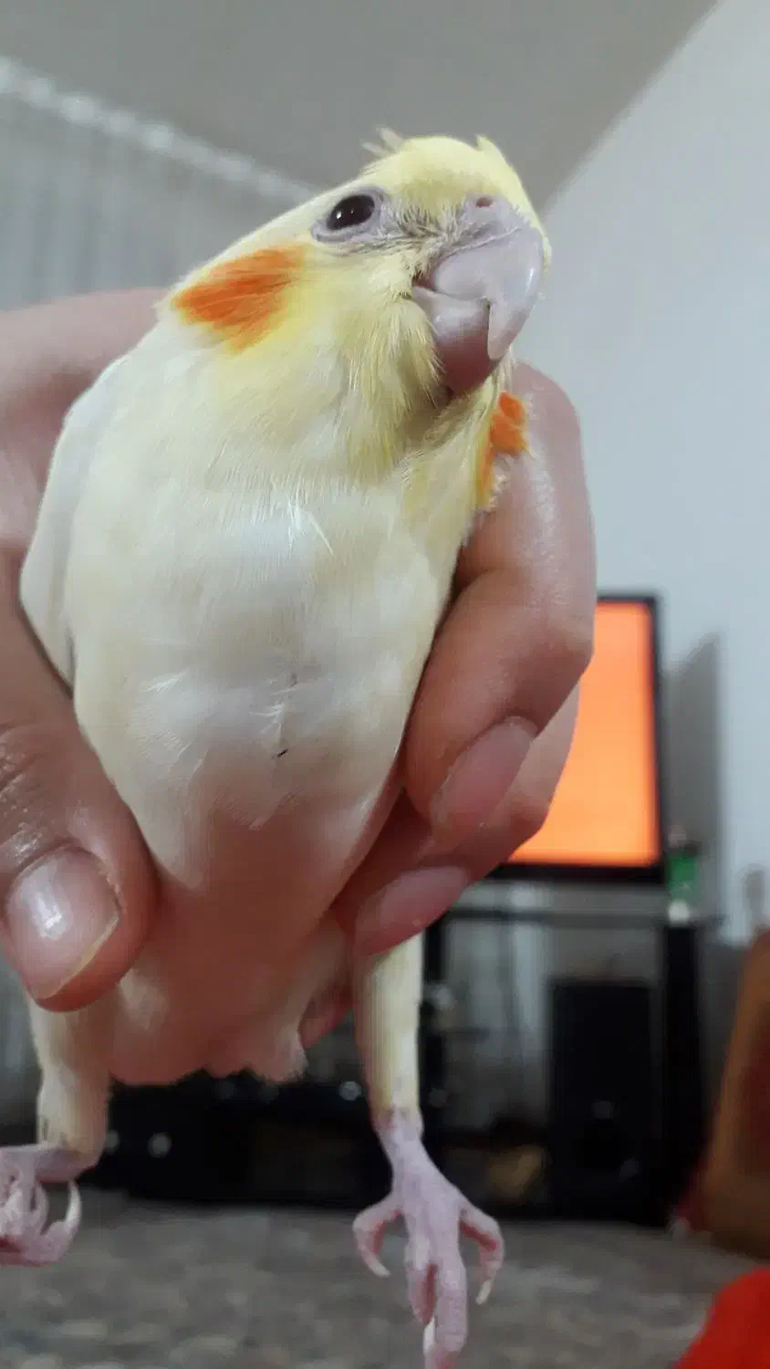 جوجه طوطی|پرنده|بروجرد, |دیوار