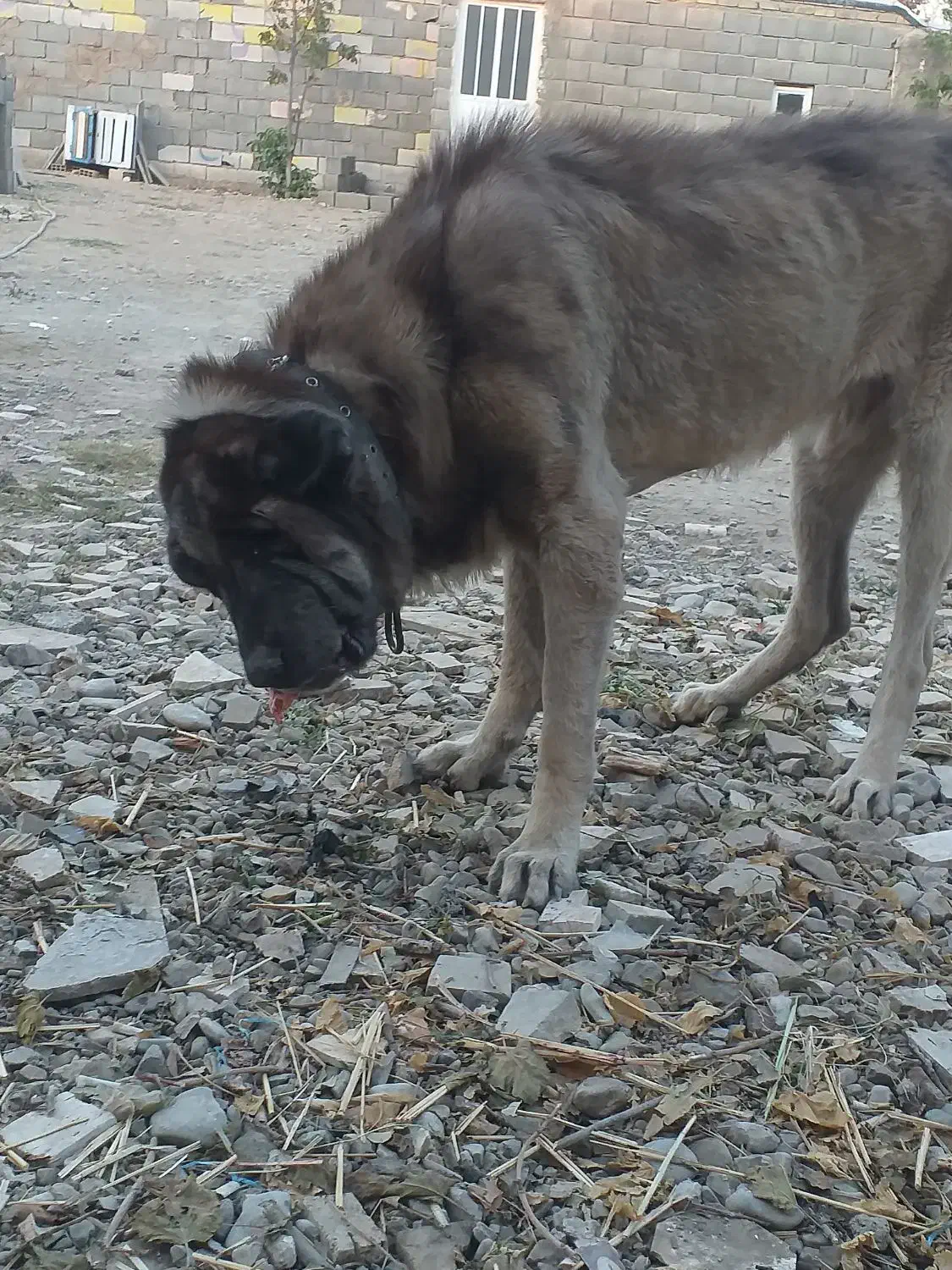 سگم  گمشده نر هست|حیوانات|کرج, المهدی|دیوار