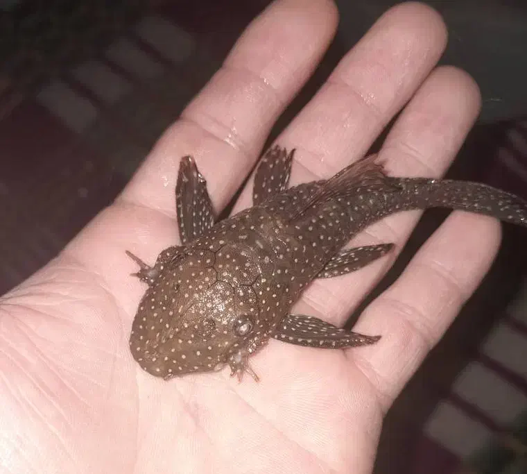 کت فیشL59|ماهی|فردیس, شهرک شهید حسینی|دیوار