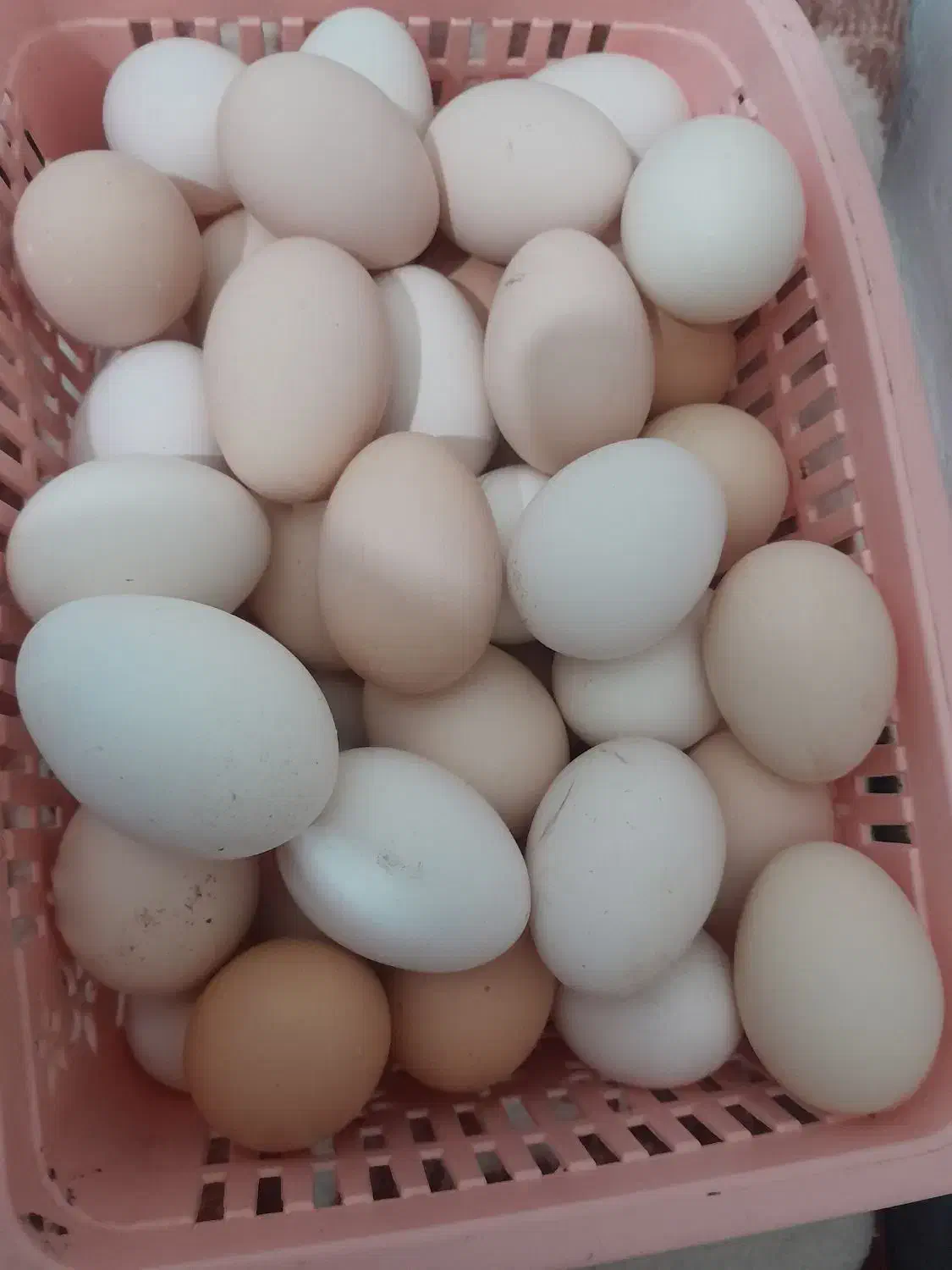 تخم مرغ محلی نطفه دار|حیوانات مزرعه|اندیمشک, |دیوار