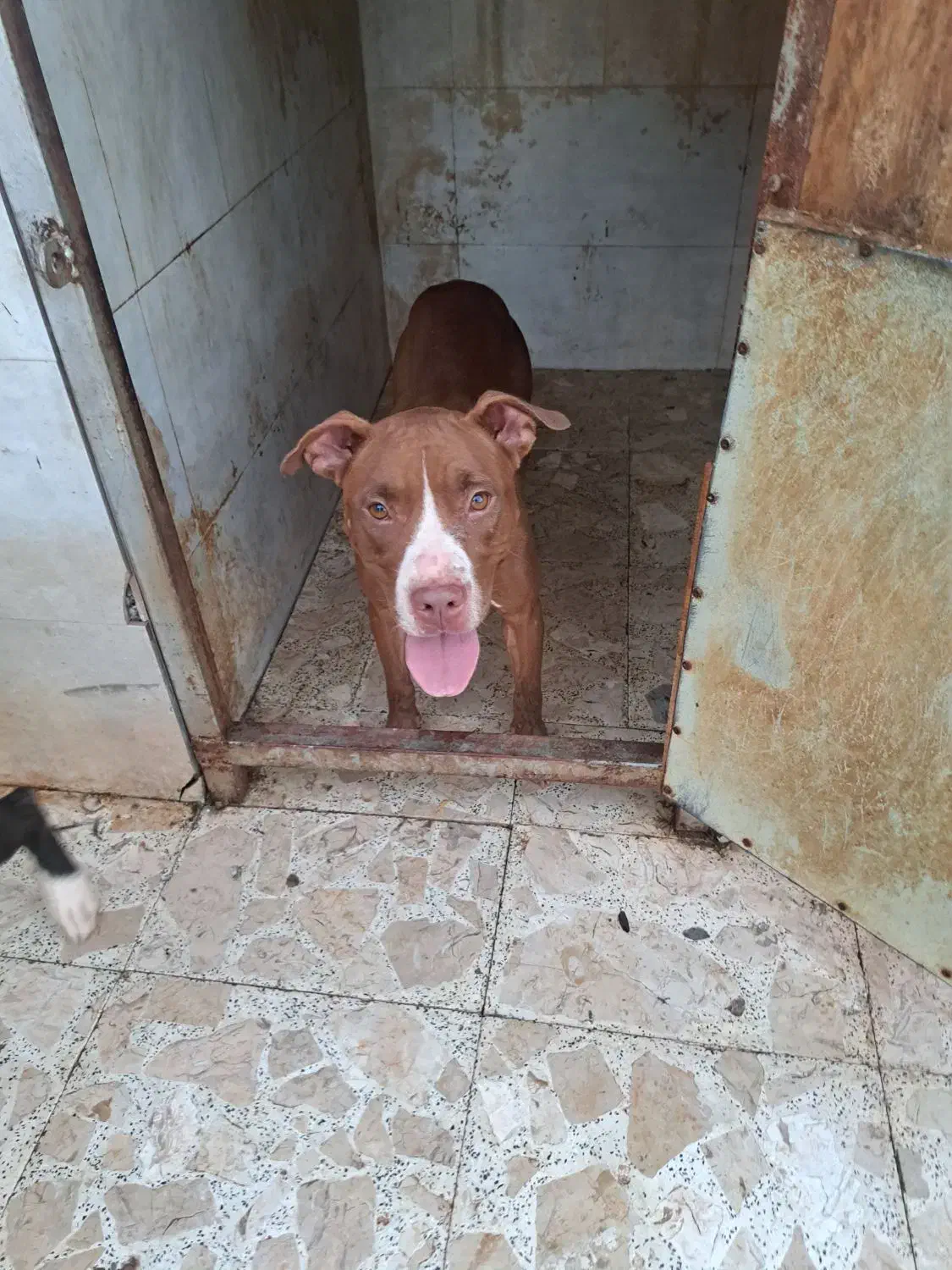 پیت بول نر و ماده دو ساله|سگ|اسالم, |دیوار