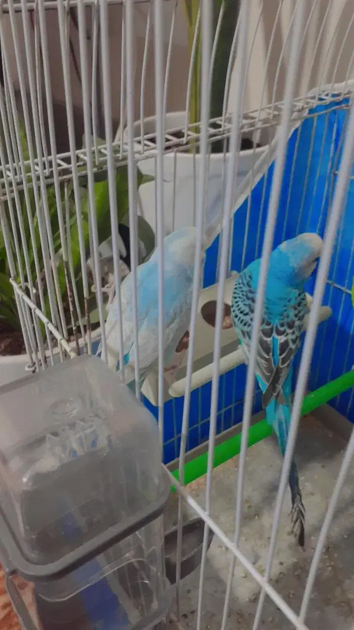 مرغ عشق|پرنده|بندر امام خمینی, |دیوار