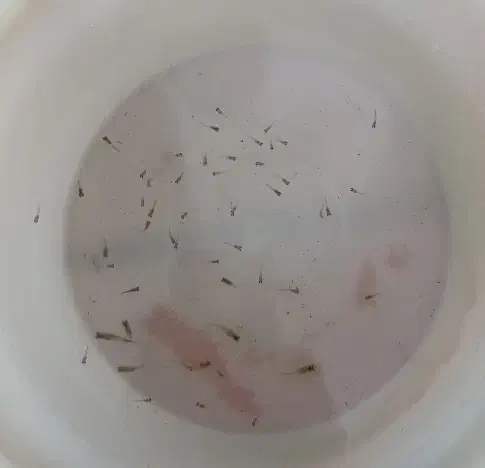 ماهی گوپی کاشمر|ماهی|کاشمر, |دیوار