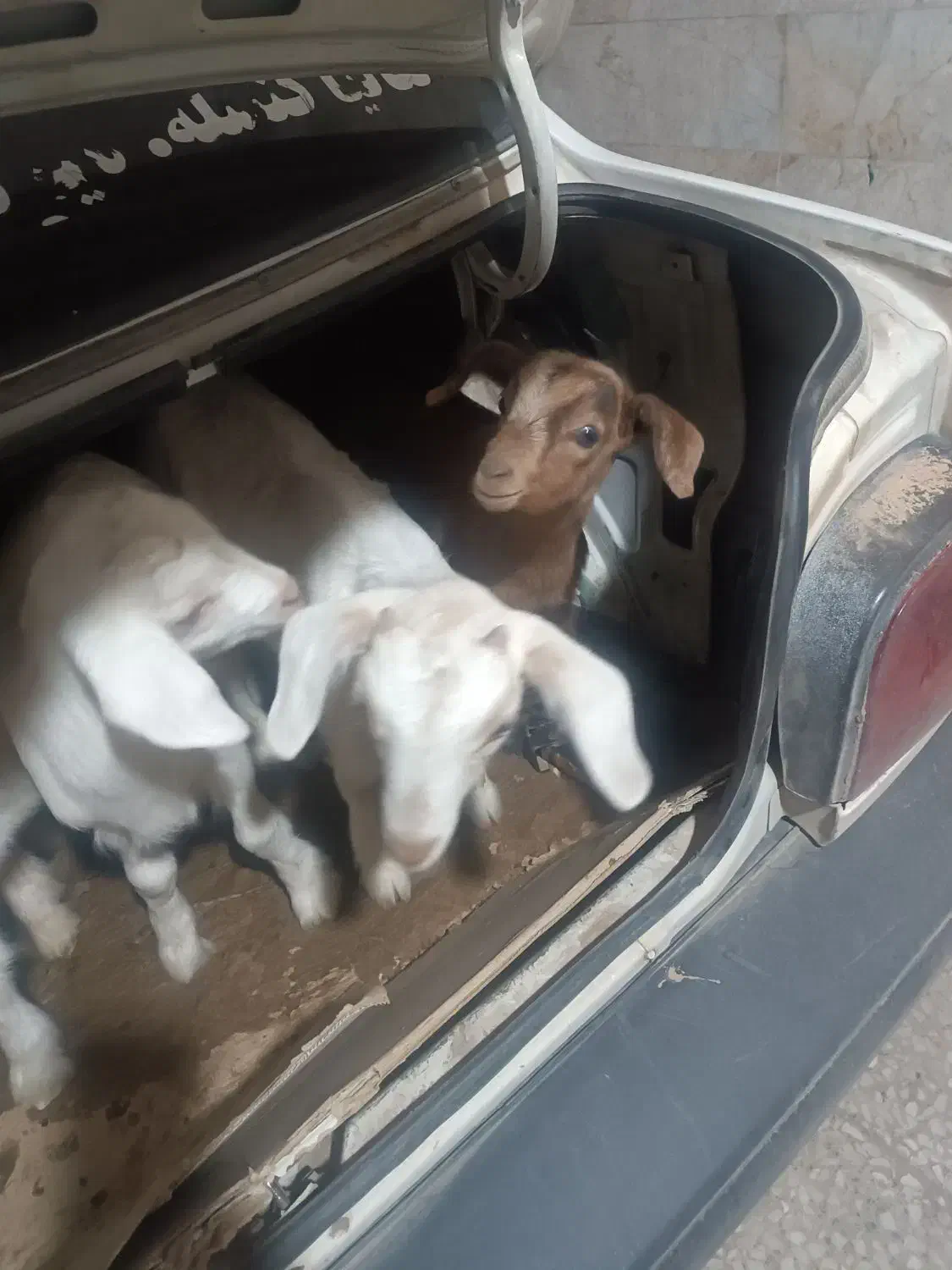 بز غاله|حیوانات مزرعه|برخوار, |دیوار