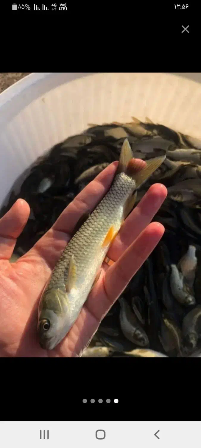 بچه ماهی کپور و غذای ماهی|ماهی|مشهد, آبکوه|دیوار