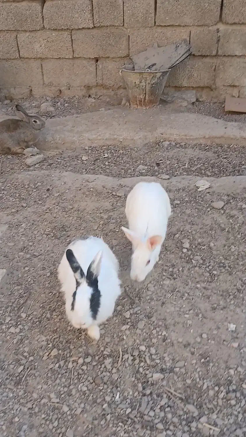 سه عدد خرگوش بزرگ|موش و خرگوش|شوش, |دیوار