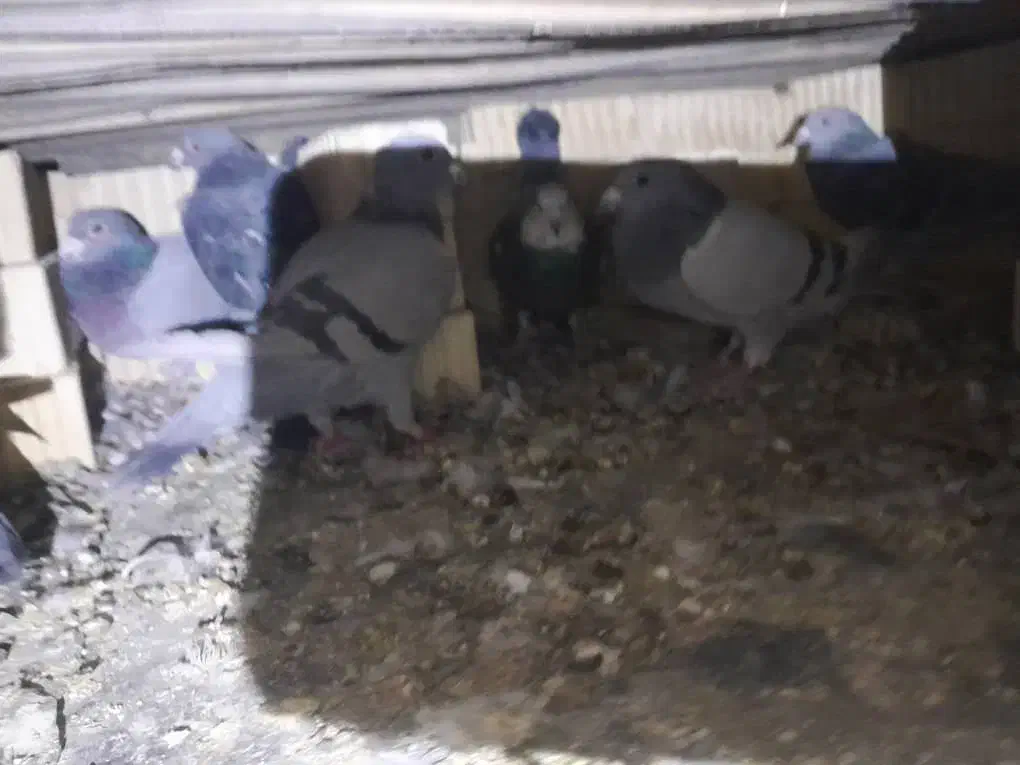 کفتر پلاکی|پرنده|کوه چنار, |دیوار