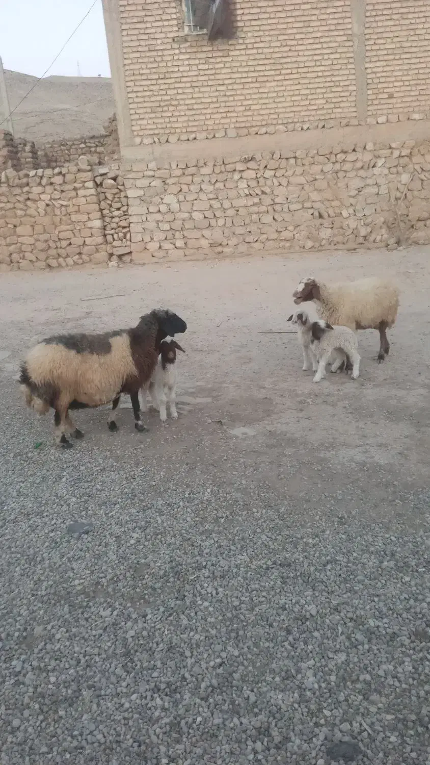 گوسفند وبره|حیوانات مزرعه|کارزان, |دیوار
